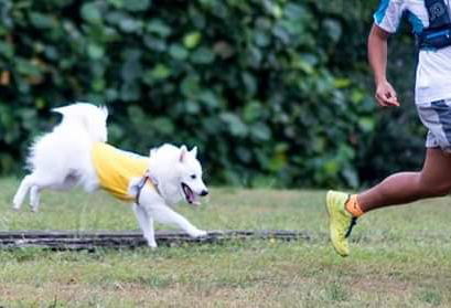 Blitz, Best Pacer