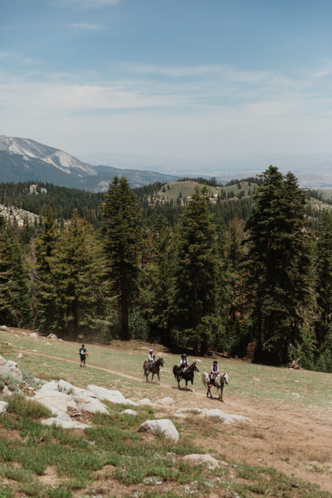 Horses on trail