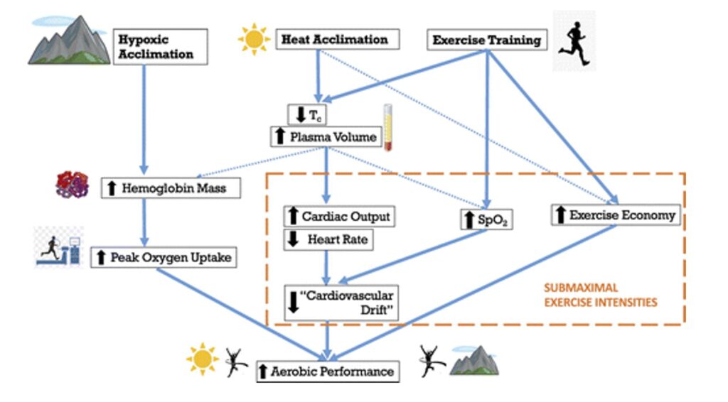 How to Prepare to Race at High Altitudes 5 Possible cross-acclimation effects between heat and altitude. From Sotiridis et al. (2022).