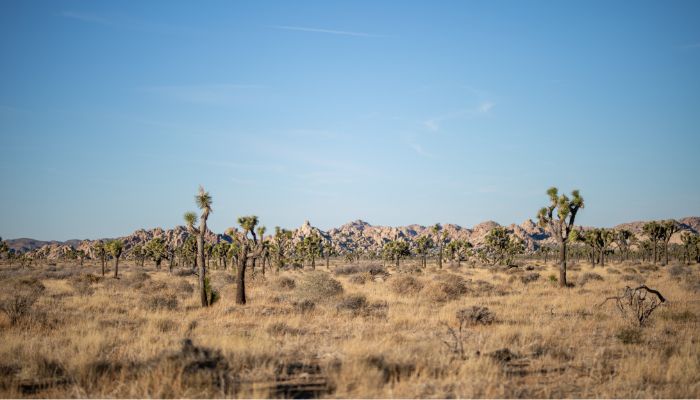 Joshua Tree National Park