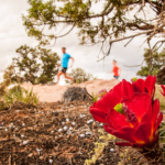 Dead Horse Ultra Great Trail Running Races in Utah